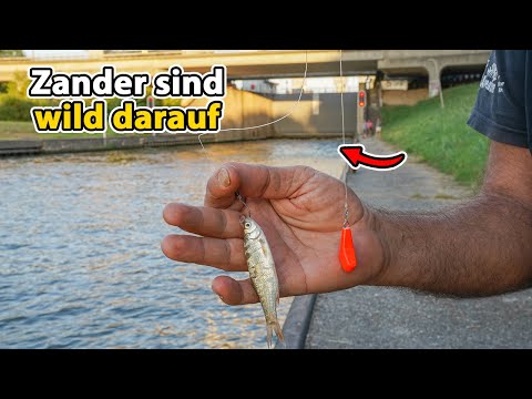 Insane: Fishing with plucked bait (There are giants here)