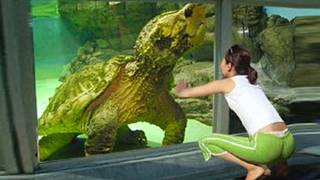 20 Animais Que Você Nunca Verá No Zoológico