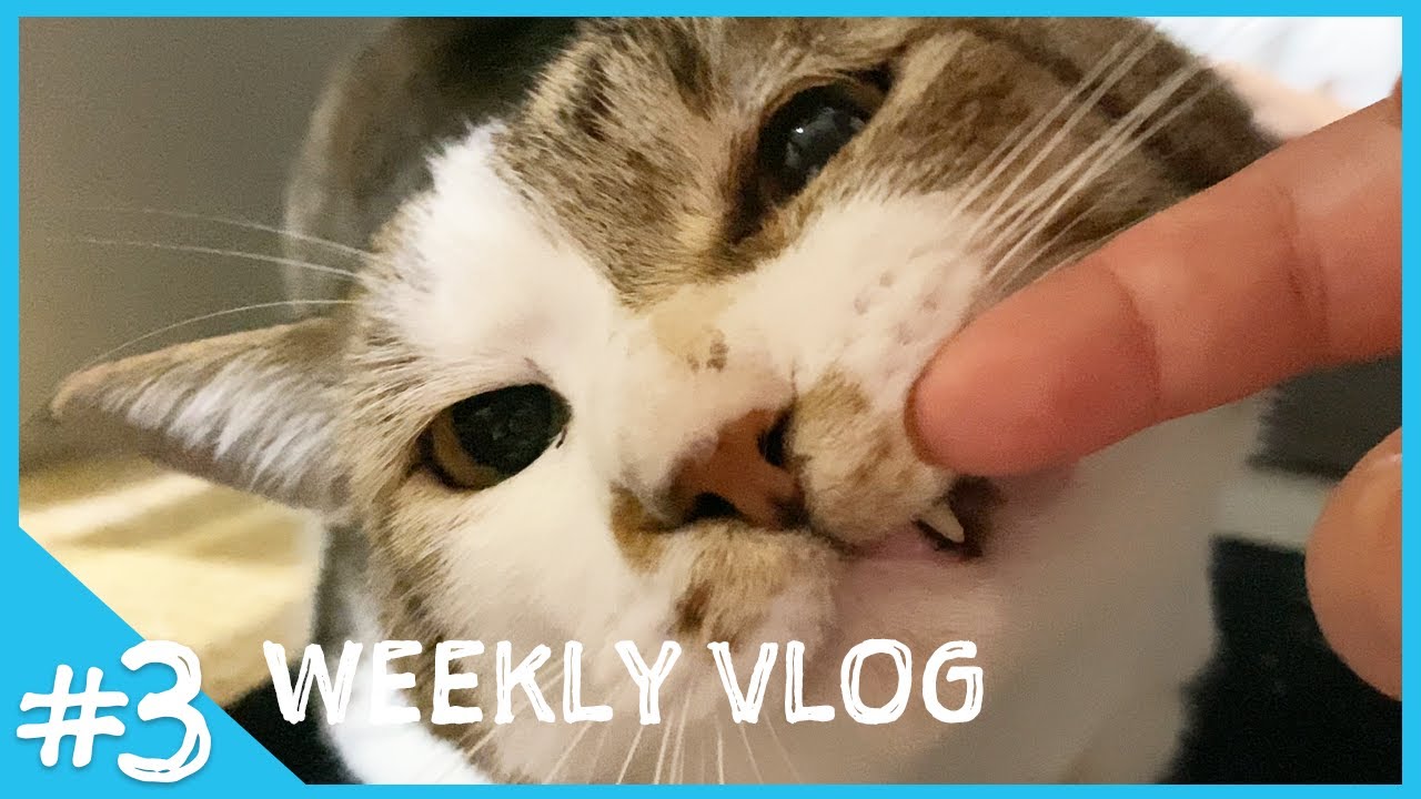 凶暴な野良猫も1年経てば丸くなる┆模様替えに翻弄される猫たち【VLOG#3】