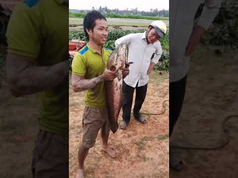 Có ai câu được và nhìn thấy cá lóc 8,6kg chưa?