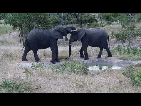 Djuma: Elephants scattered about - 14:10 - 03/12/2022