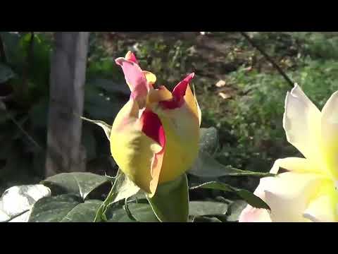 Million de roses, Dominique MOISAN