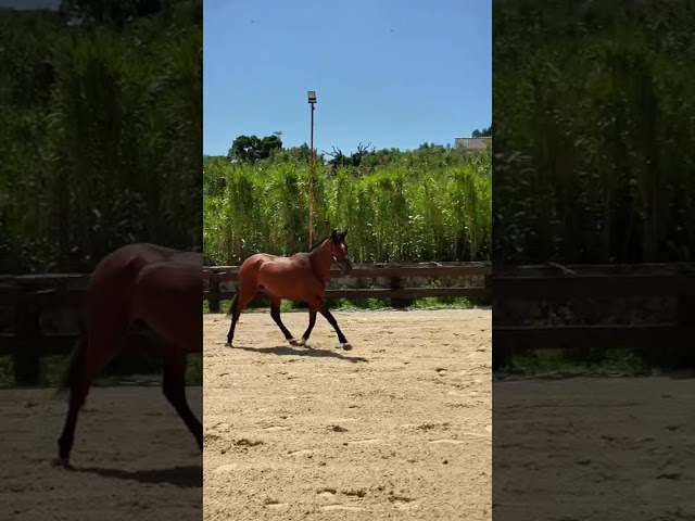 Potra PRE Casta&ntilde;a 3 a&ntilde;os 