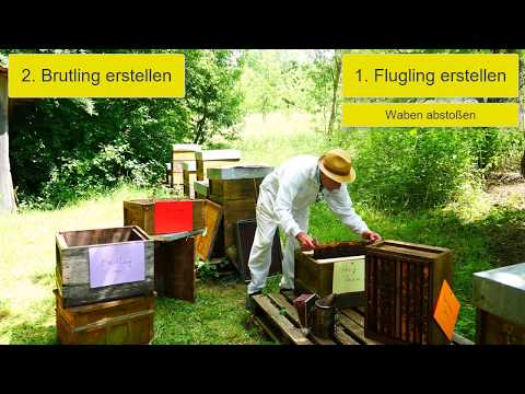 🐝Bienenfachberatung: Komplette Brutentnahme zur Varroa Behandlung im Sommer