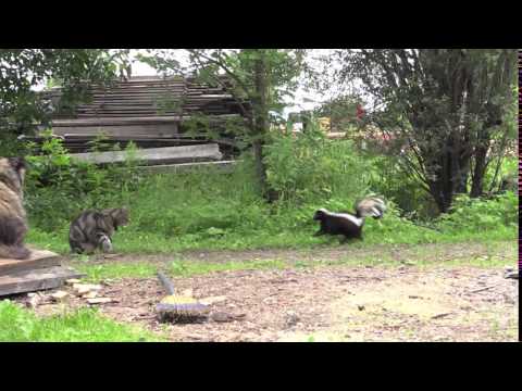 Cat vs Skunk!