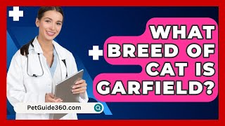 What Breed Of Cat Is Garfield? - PetGuide360.com