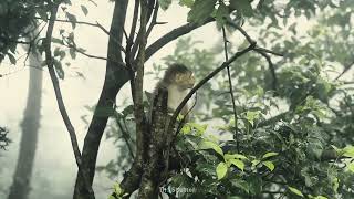 Happy International Day of Forest 2024