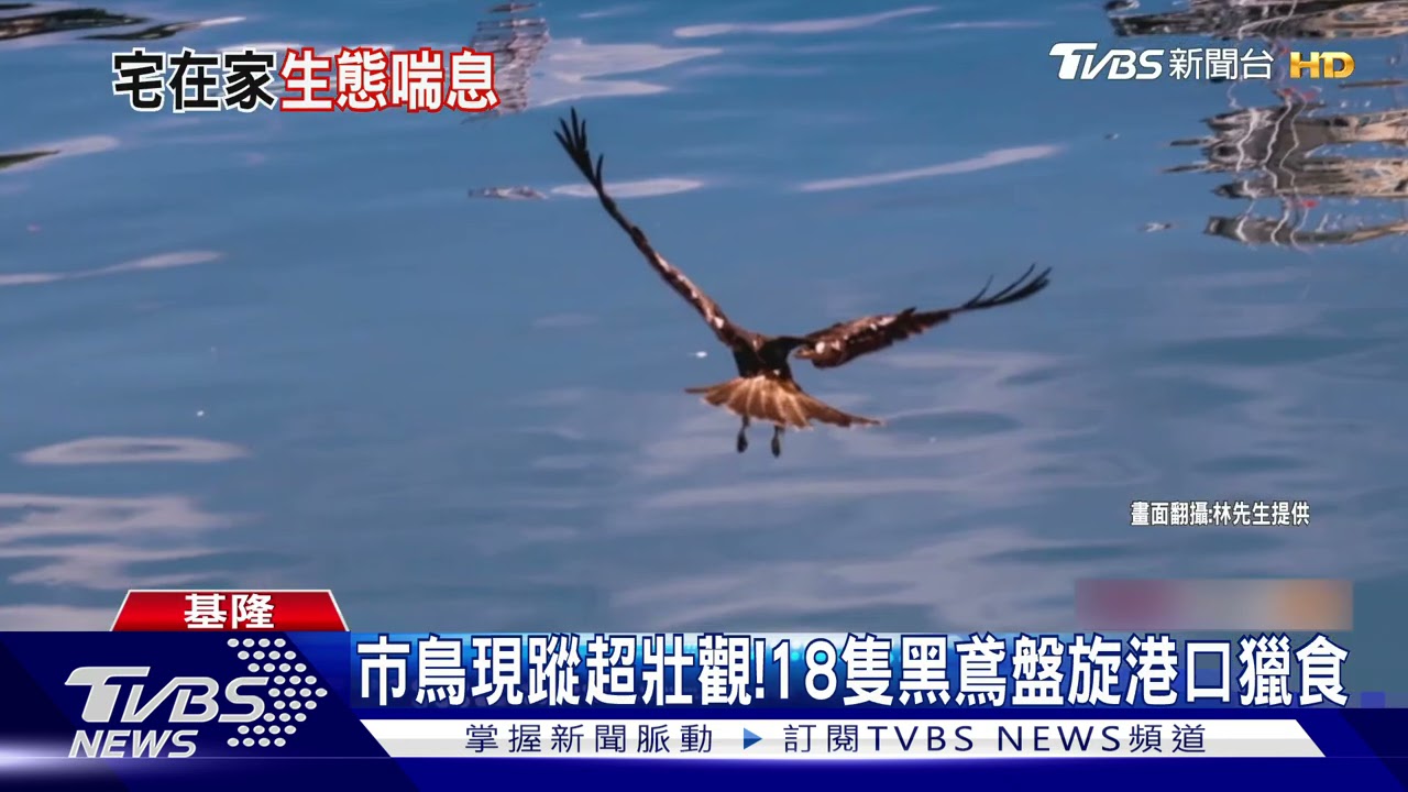 零遊客干擾動物喘口氣!海龜現蹤外木山沙灘 「黑鳶」港口覓食