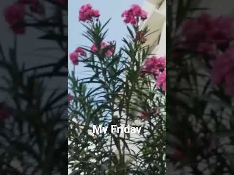 #My- Friday @Sayeedarrannaghor