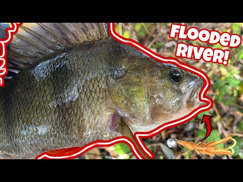 Fishing a Flooded River for GIANT Perch!