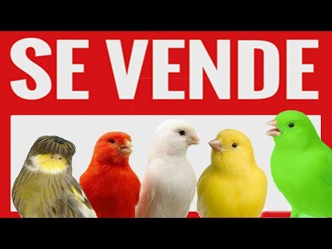 Lyambliya in sintomi di fegato trattamento nazionale Da che i vermi di pesce sono pericolosi per la persona