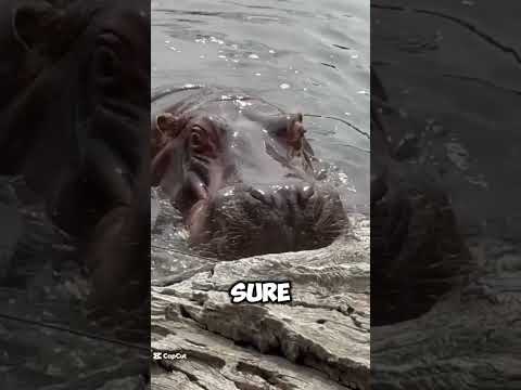 Hippos Violent and Vicious!