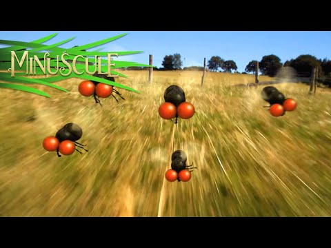 Minuscule – Fly hunting / Chasse à mouche (Season 2)