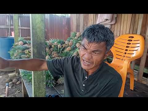 Tak Diangkut, Warga Keluhkan Sampah Timbulkan Bau Tak Sedap