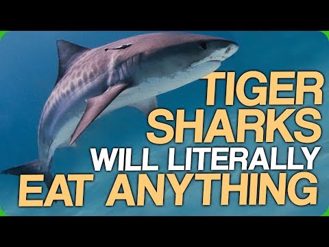 Tiger Sharks Will Literally Eat Anything Video