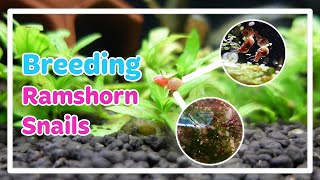 RAMSHORN SNAILS | CARE & BREED