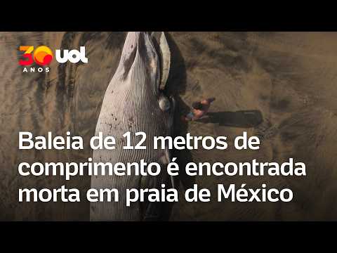 Mistério no México: Baleia de 12 metros é encontrada morta em faixa de areia