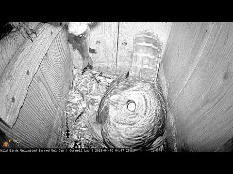 Female Barred Owl Takes Fish Delivery To Go | April 10, 2023