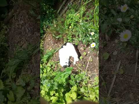 Herman rolling on a summer day