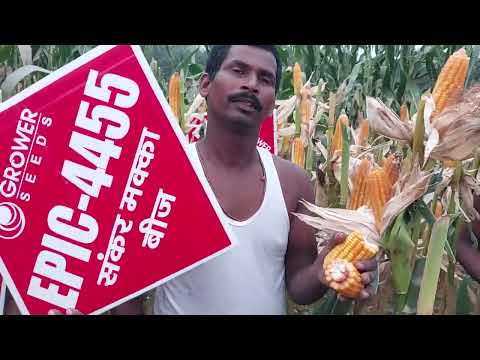 best result Epic 44 55 maze former name bijali Das damgara Purnia Epic crop science