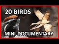 20 Birds of Bosque del Apache - Wildlife Documentary