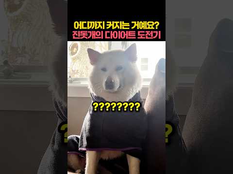 어디까지 커지는 거예요? 진돗개의 다이어트 도전기