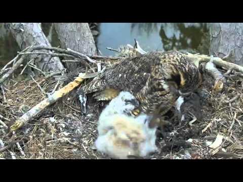 SkidawayIsland GHOWCam  'Mom Please...I Want To Eat It All By Myself!'   5:38 pm   _2.23.15_