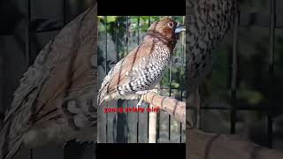 Download lagu gacor burung emprit peking.#burungkicau #birdsounds mp3 Download lagu gacor burung emprit peking.#burungkicau #birdsounds mp3