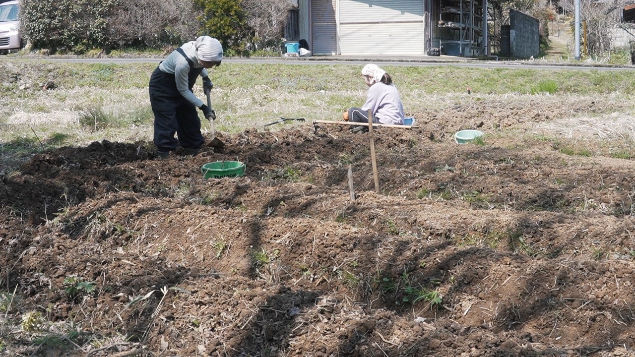 2026春　鳥の声と土を掘る音の中で 心地よいジャガイモ植え