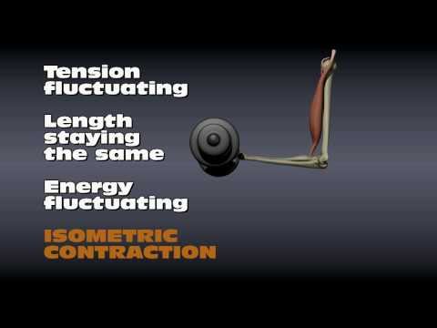 Muscle Contraction Types