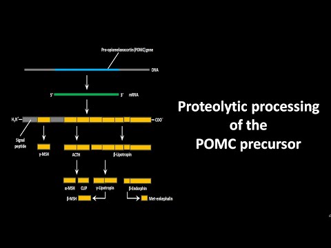 Proteolytic processing of the pro opiomelanocortin or POMC precursor