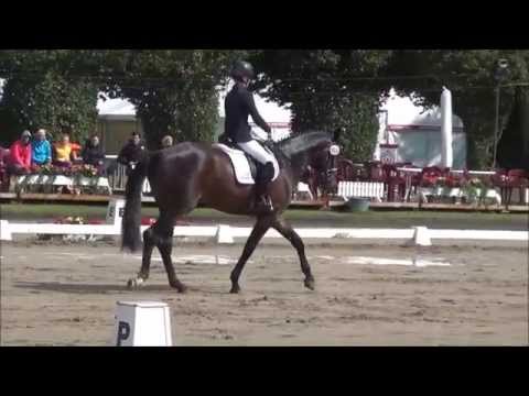Fürst Classic v. FÜRST WILHELM - Reitpferdechampionat NRW 2015