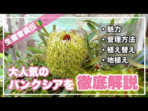 バンクシア インテグリフォリア subsp.インテグリフォリア