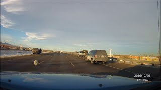 animale scapa cainele din masina