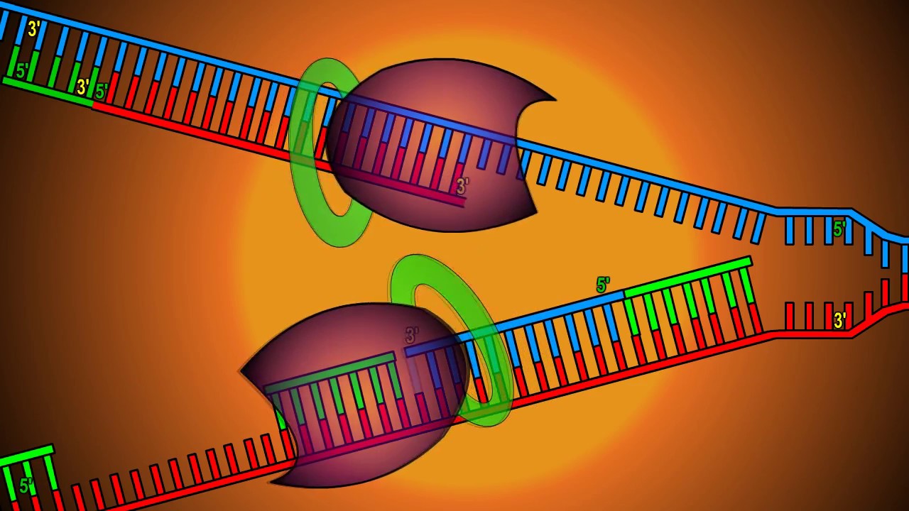 Animação sobre a Replicação do DNA