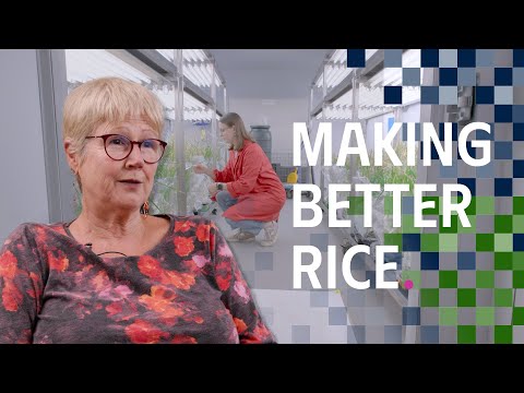 Making Better Rice: The quest to feed the world by hacking ...