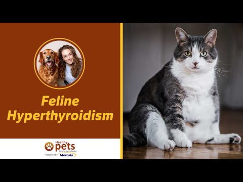 Feline Hyperthyroidism