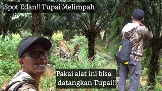 Download lagu MEMANGGIL TUPAI # 29 || berburu di Spot banyak HAMA TUPAI mp3