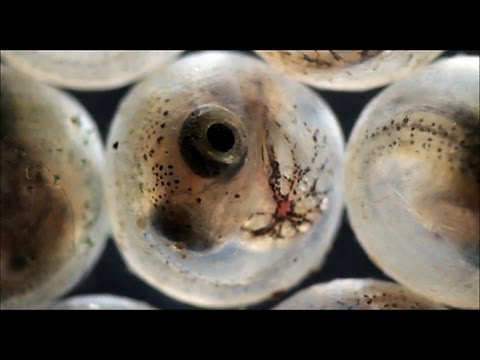 Fish hatching from eggs (under the microscope)