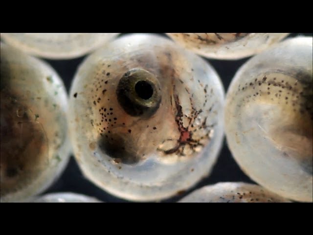 Fish hatching from eggs (under the microscope)