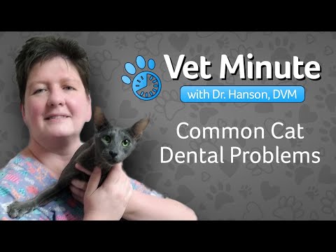 Common Dental Problems for Cats