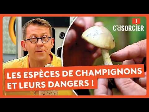 Éviter de manger un champignon empoisonné ? - C'est pas sorcier