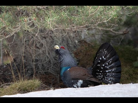 Wild male capercaillie showing off at dawn