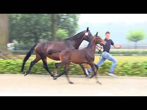 Lausberg, Lord Europe-Uptown