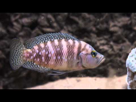 Neolamprologus obscurus, Macho.