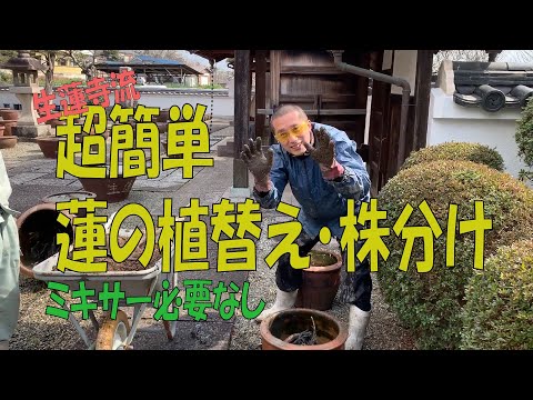 園芸 聖なる蓮、インドの蓮