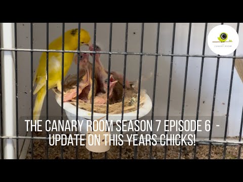 The Canary Room Season 7 Episode 6 - Chicks everywhere!