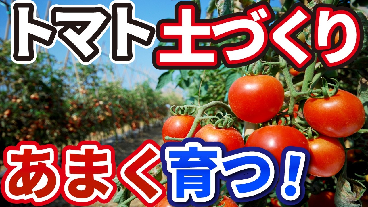 甘いトマトを育てる土づくり