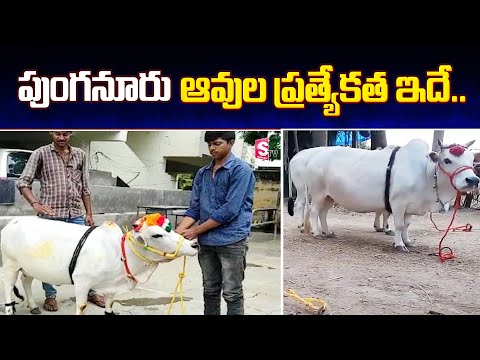 , title : 'Punganur Cow Farming | World's Smallest Cow Breed |  Specialities Of Punganur Cow | SumanTV'