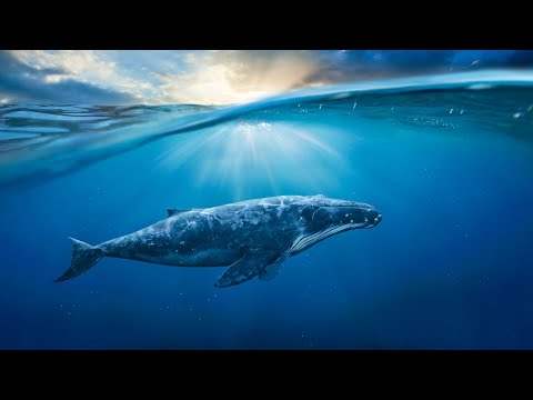 AN ANGEL TOLD ME WHY WHALES REALLY SING!! DREAM FROM GOD ✨ PROPHETIC DREAM
